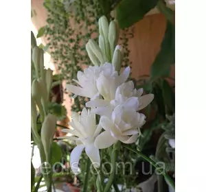 Дітки цибулин туберози махрової The Pearl 5 шт. Дітки цибулин туберози махрової The Pearl 5 шт.