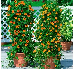 Тунбергія, насіння Яскрава 0.2 г Тунбергія, насіння Яскрава 0.2 г