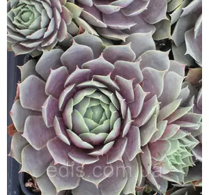 Молодило Пасифік Блю Молодило Пасифік Блю