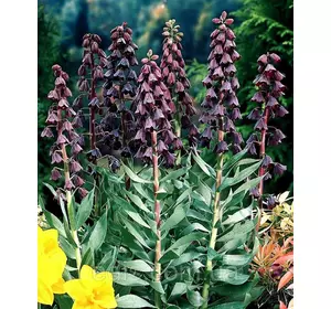 Рябчик Перський (фрітіларія Persica) 18/+ 1 цибулина Рябчик Перський (фрітіларія Persica) 18/+ 1 цибулина