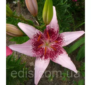 Лілія азіатська Tango Dot Com (Танго Дот Ком) 1 цибулина 12/14 Лілія азіатська Tango Dot Com (Танго Дот Ком) 1 цибулина 12/14