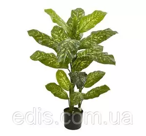 Диффенбахія плямиста 1 шт. h= 50-60 см, горщик 2 л. Диффенбахія плямиста 1 шт. h= 50-60 см, горщик 2 л.