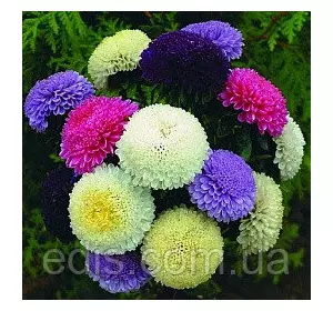 Айстра Трубчаста Суміш 0,3 г насіння Яскрава Айстра Трубчаста Суміш 0,3 г насіння Яскрава