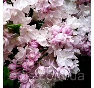 Бузок Красуня Москви Бузок Красуня Москви