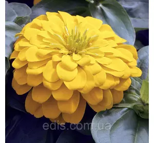 Цинія махрова жовта Ранкова пташка 0,5 г, насіння Яскрава Цинія махрова жовта Ранкова пташка 0,5 г, насіння Яскрава