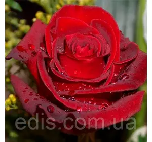 Троянда Експлорер (Explorer) чайно-гібридна Троянда Експлорер (Explorer) чайно-гібридна