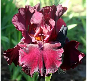 Ірис високий бородатий Rio Rojo (Ріо Роджо) Ірис високий бородатий Rio Rojo (Ріо Роджо)