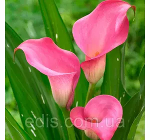 Калла Zazu (Зазу) 1 бульба 12/14 Калла Zazu (Зазу) 1 бульба 12/14