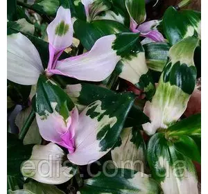 Традеска Андерсона Blushing Bride (Блашин Брайд), 10-20 см. 5/+ шт, 0,2 л. Традеска Андерсона Blushing Bride (Блашин Брайд), 10-20 см. 5/+ шт, 0,2 л.