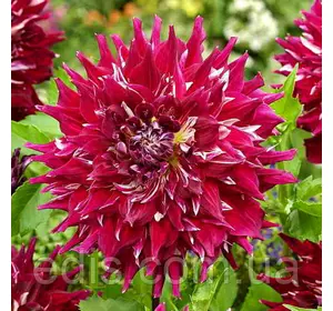 Жоржина з гігантською квіткою Myth (Міф) Жоржина з гігантською квіткою Myth (Міф)