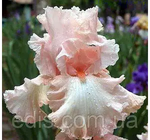 Ірис бородатий Lena M Ірис бородатий Lena M