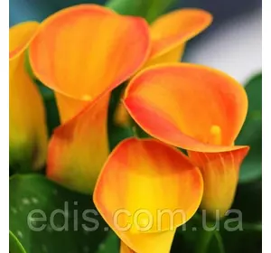 Калла Mercedes (Мерседес) 1 бульба 12/14 Калла Mercedes (Мерседес) 1 бульба 12/14