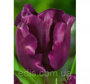 Тюльпан Тріумф Negrita (Негріта) 3 цибулинки Тюльпан Тріумф Negrita (Негріта) 3 цибулинки