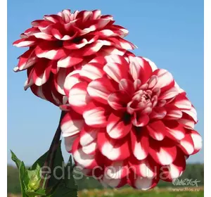 Жоржина декоративна Jamaica Жоржина декоративна Jamaica