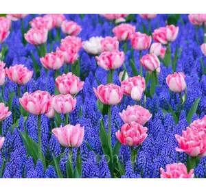 Арт-набір Яблуневий цвіт (тюльпани, мускарі) 8 цибулин Арт-набір Яблуневий цвіт (тюльпани, мускарі) 8 цибулин