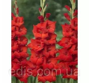Гладіолус бамбіно Red King (Ред Кін) 10/12 2 квітконоса, 3 шт./уп. Гладіолус бамбіно Red King (Ред Кін) 10/12 2 квітконоса, 3 шт./уп.