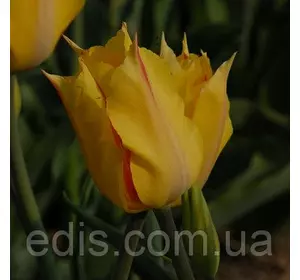 Тюльпан гігантський Hocus Pocus (Хокус Покус) 3 цибулинки Тюльпан гігантський Hocus Pocus (Хокус Покус) 3 цибулинки