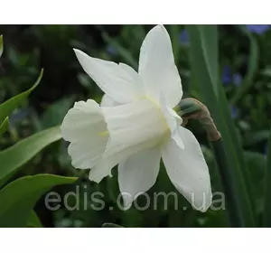 Нарцис трубчастий Mount Hood 10/12 1 цибулина Нарцис трубчастий Mount Hood 10/12 1 цибулина