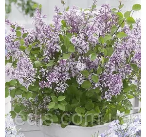 Бузок Майєра Флауер Фесту Пурпл (низькоросла, ремонтантна) у контейнері Бузок Майєра Флауер Фесту Пурпл (низькоросла, ремонтантна) у контейнері