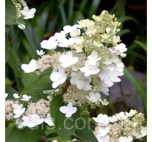 Гортензія волотиста Tardiva (Тардіва) в контейнері 2 л Гортензія волотиста Tardiva (Тардіва) в контейнері 2 л