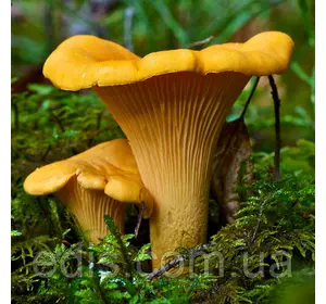 Лисичка жовта 50 г (міцелій грибів) Лисичка жовта 50 г (міцелій грибів)