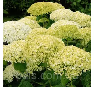 Гортензія Bounty (Баунті) Гортензія Bounty (Баунті)