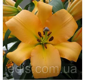 Лілія гігант Saltarello (Сальтарелло) 1 цибулина 12/14 Лілія гігант Saltarello (Сальтарелло) 1 цибулина 12/14