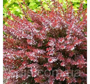 Барбарис Тунберга Carmen (Кармен) у контейнері 2 л Барбарис Тунберга Carmen (Кармен) у контейнері 2 л