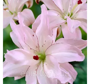 Лілія азіатська махрова Spring Pink (Спрін Пінк) 1 цибулина 12/14 Лілія азіатська махрова Spring Pink (Спрін Пінк) 1 цибулина 12/14