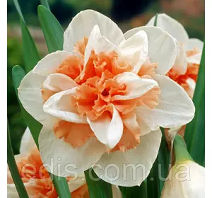 Нарцис Delnashaugh (Дельнаша) 10/12 1 цибулинка Нарцис Delnashaugh (Дельнаша) 10/12 1 цибулинка