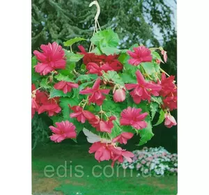 Бегонія бульбова Ампельна каскад Рожева, 1 бульба Бегонія бульбова Ампельна каскад Рожева, 1 бульба