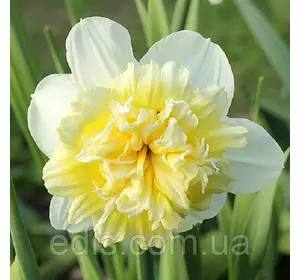 Нарцис махровий Ice King (Айс Кінг) 10/12 1 цибулина Нарцис махровий Ice King (Айс Кінг) 10/12 1 цибулина