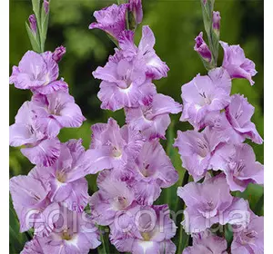 Гладіолус Her Majesty 3 шт./уп., великоквітковий Гладіолус Her Majesty 3 шт./уп., великоквітковий