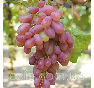 Виноград Віктор (винний, ранній) Виноград Віктор (винний, ранній)
