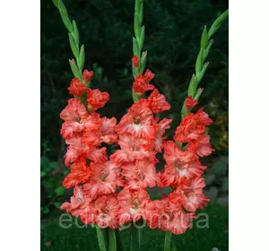 Гладіолус гофрований Ted's Frizzle (Тедс Фріззл) 3 цибулини Гладіолус гофрований Ted's Frizzle (Тедс Фріззл) 3 цибулини