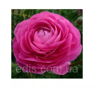 Жовтець (ранункулюс/лютик) азіатський рожевий 3 шт. Жовтець (ранункулюс/лютик) азіатський рожевий 3 шт.