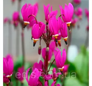 Додекатеон Red Wings у контейнері Додекатеон Red Wings у контейнері