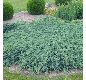 Ялівець Blue Carpet (Блю Карпет) у контейнері 2 л Ялівець Blue Carpet (Блю Карпет) у контейнері 2 л
