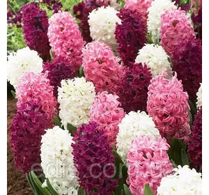 Набір цибулин гіацинтів Малиновий мус, 3 цибулини гіацинтів 14/16 Набір цибулин гіацинтів Малиновий мус, 3 цибулини гіацинтів 14/16