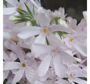 Флокс шилоподібний Pinck Pearl (Пінк Перл) світло-рожевий Флокс шилоподібний Pinck Pearl (Пінк Перл) світло-рожевий