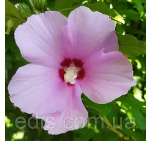Гібіскус деревовидний Ніжно Рожевий Гібіскус деревовидний Ніжно Рожевий