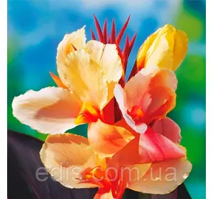 Канна низькоросла Angel Martin (Енжел Мартін) Канна низькоросла Angel Martin (Енжел Мартін)