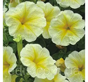 Петунія крупноквіткова Жовта 15-50 сем ТМ Яскрава Петунія крупноквіткова Жовта 15-50 сем ТМ Яскрава