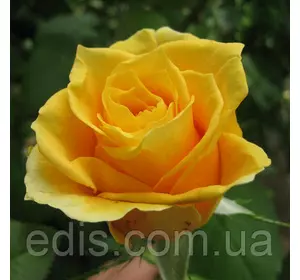 Троянда Папілон (Papillon) чайно-гібридна Троянда Папілон (Papillon) чайно-гібридна