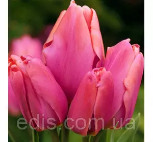Тюльпан мультифлора простий пізній Happy Family (Хеппи Фемили) 3 цибулини Тюльпан мультифлора простий пізній Happy Family (Хеппи Фемили) 3 цибулини