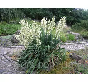 Юка Филаментоза ( Filamentosa ) Юка Филаментоза ( Filamentosa )