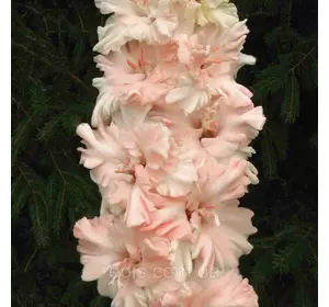 Гладіолус великоквітковий Boulevard (Бульвар) 3 цибулини 8/10 Гладіолус великоквітковий Boulevard (Бульвар) 3 цибулини 8/10