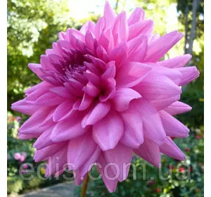 Жоржина високоросла Rosella Жоржина високоросла Rosella