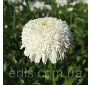 Королицю (ромашка садова) Esther Read (Естер Рід) Королицю (ромашка садова) Esther Read (Естер Рід)