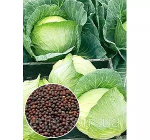 Капуста білоголова Білосніжка 50 г, насіння Яскрава Капуста білоголова Білосніжка 50 г, насіння Яскрава